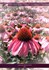 تصویر  سرخار گل ، گياه ايمني بخش, تصویر 1
